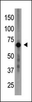 Cry1 Antibody (C-term)