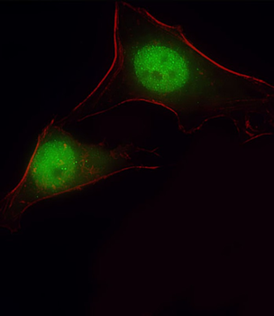 KIAA1688 Antibody (C-term)