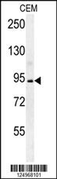 BCAN Antibody (C-term)