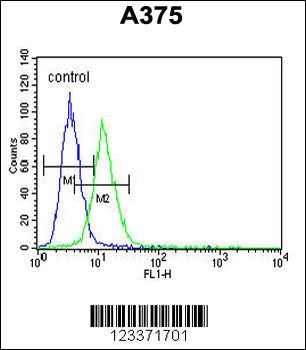 CS Antibody (N-term)