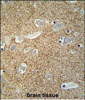 SNCB Antibody (C-term)