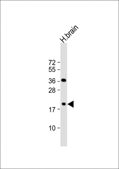SNCB Antibody (C-term)