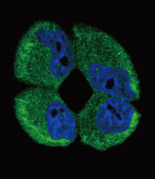 ATP1A2 Antibody (Center)