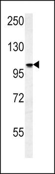 ATP1A2 Antibody (Center)