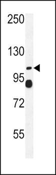 ATP1A2 Antibody (Center)