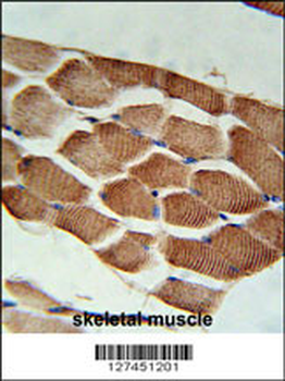 ARHGEF3 Antibody (Center)