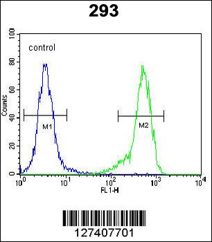 NDNF Antibody (N-term)