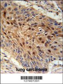 NDNF Antibody (N-term)