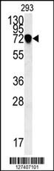 NDNF Antibody (N-term)