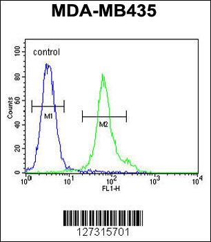 TMEM111 Antibody (N-term)