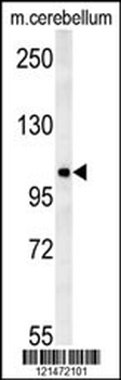 NDST2 Antibody (C-term)