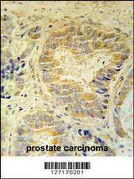 FAM105B Antibody (Center)