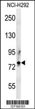 PRG2 Antibody (Center)