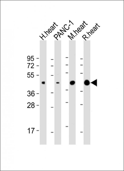 WNT5A Antibody (Center)
