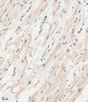 MARCH5 Antibody (N-term)