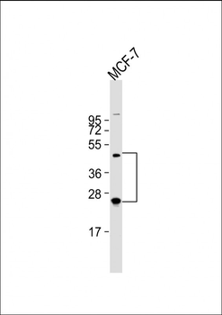 HABP2 Antibody (C-term)