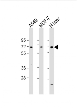 HABP2 Antibody (C-term)