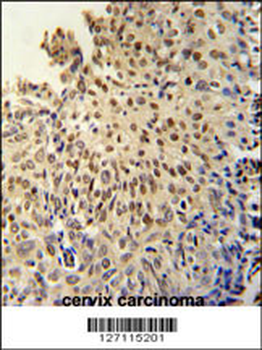 DI3L1 Antibody (N-term)