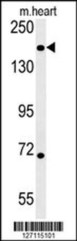 DI3L1 Antibody (N-term)