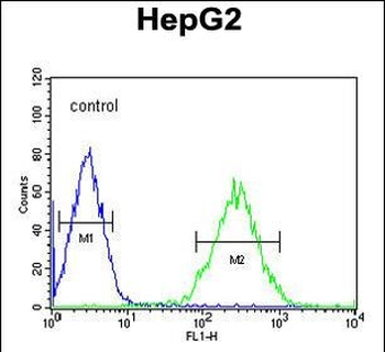 BDHA1 Antibody (Center)