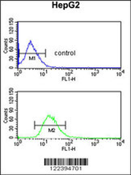 BLOC1S2 Antibody (Center)