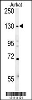 EHMT2 Antibody (N-term)