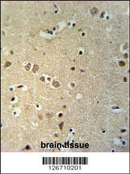 KCTD21 Antibody (C-term)