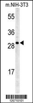 KCTD21 Antibody (C-term)