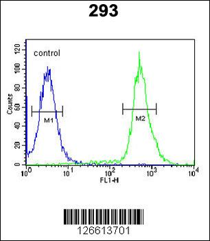 TAMM41 Antibody (Center)