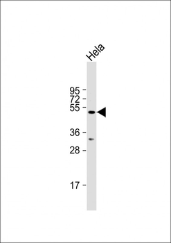 STAMBPL1 Antibody (Center)