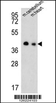 SLC25A19 Antibody (C-term)