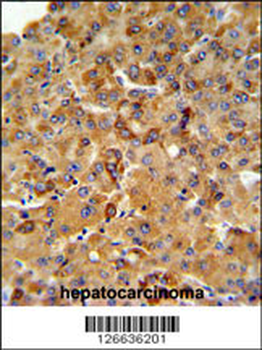 SFT2D3 Antibody (N-term)