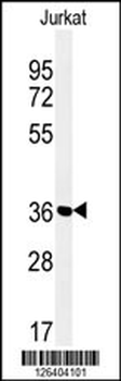 MFRN2 Antibody (N-term)