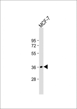 MFRN2 Antibody (N-term)