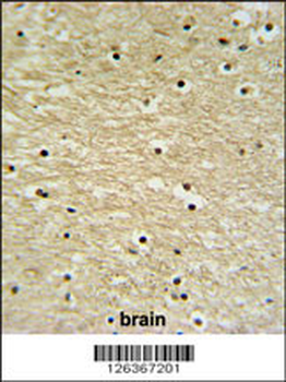 K0415 Antibody (Center)