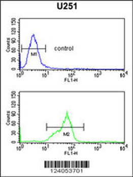 HOXC6 Antibody (C-term)