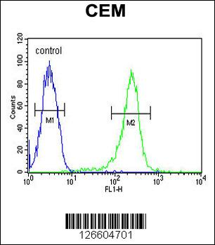 HAUS5 Antibody (N-term)