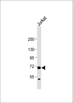 HAUS5 Antibody (N-term)