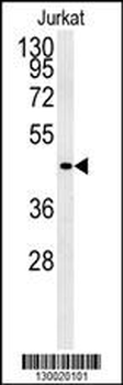 FFAR3 Antibody (C-term)