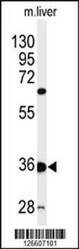 PIANP Antibody (N-term)