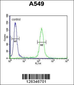 KLHL9 Antibody (Center)