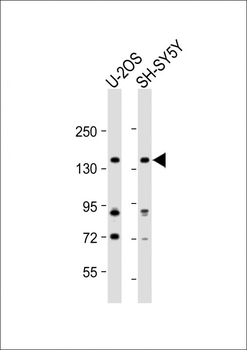 DGKK Antibody (C-term)