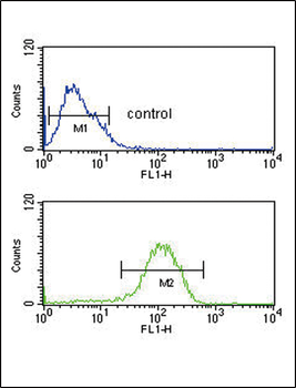 PYY Antibody (C-term)