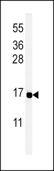 PYY Antibody (C-term)
