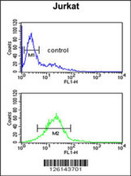 LIMD2 Antibody (N-term)