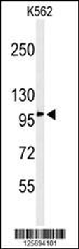EFR3A Antibody (C-term)