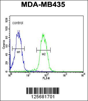 ASM3A Antibody (C-term)