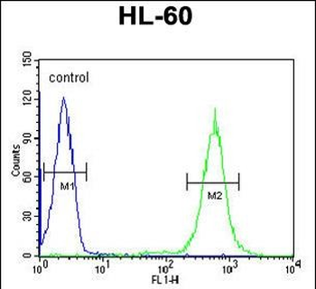 PDXD1 Antibody (C-term)