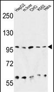 HSP90B1 Antibody (N-term)
