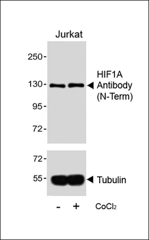 HIF1A Antibody